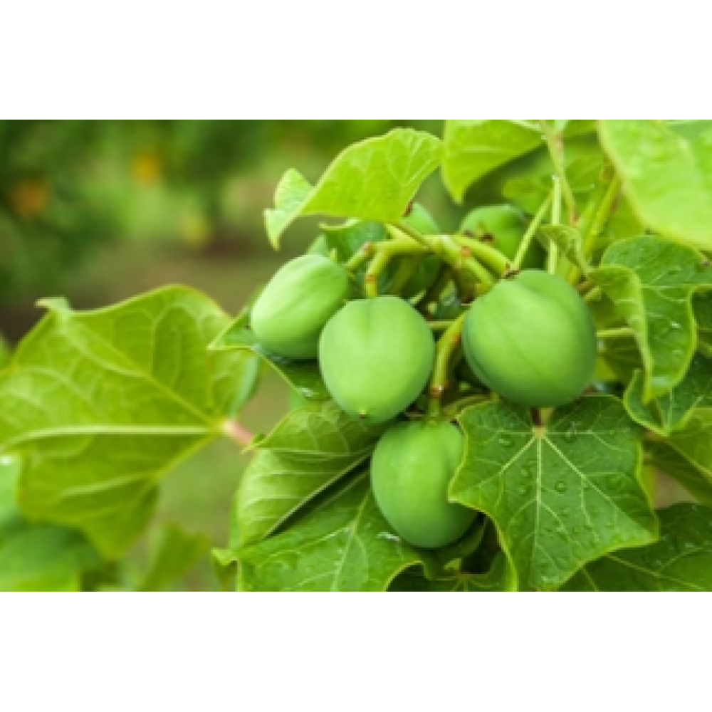 CARELIKA Exotic Body Scrub, 200ml