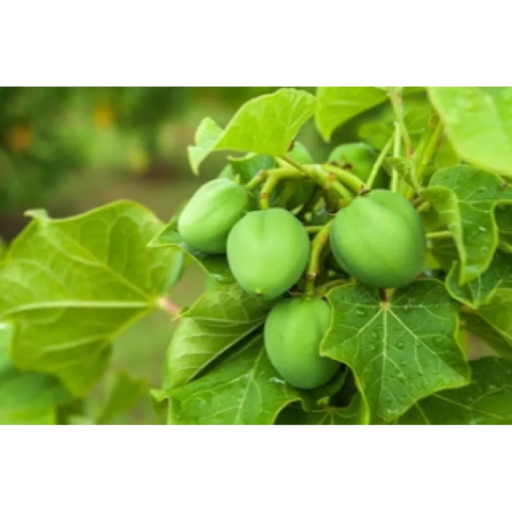 CARELIKA Gold Body Scrub, 200ml